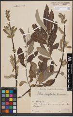Foto von Salix dasyclados Wimm.